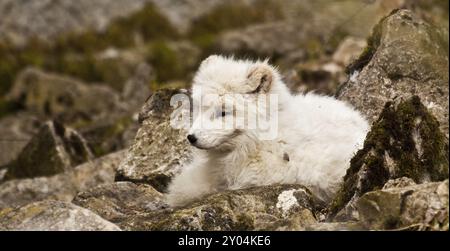 Polarfuchs oder auch Polarfuchs genannt Stockfoto