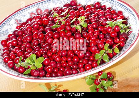 Frische Preiselbeeren auf einem Teller Stockfoto