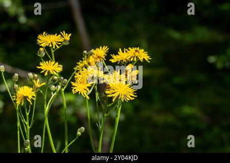 GELBE BLÜTEN VON CREPIS BIENNIS AUF EINER WIESE Stockfoto