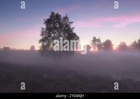 Birke und Heidekraut im Nebel, Totengrund, Deutschland, Europa Stockfoto