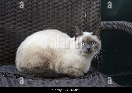 Felidae (Felis catus) auf einem Korbstuhl, Blick in die Kamera, Vila Nova de Gaia, Porto Viertel, Portugal, Europa Stockfoto