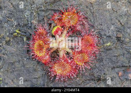 Gewöhnlicher Sonnentau (Drosera rotundifolia), komplette Pflanze mit Blütenstand von oben, auf Torf, vollständig ausgebreitet und bereit zum Fang eines Insekts, Aschendorf Stockfoto