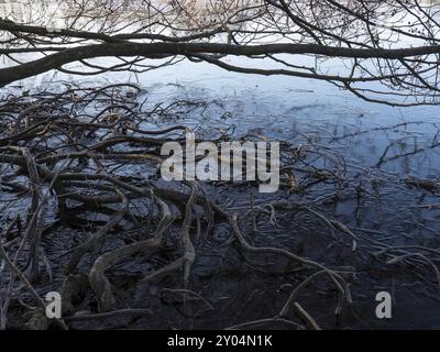 Wurzeln der Schwarzerle am gefrorenen Ufer eines Sees Stockfoto