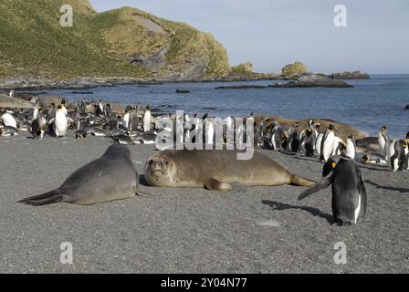 Junge See-Elefanten und König Pinguine am Strand, Gold Harbour, Süd-Georgien Stockfoto