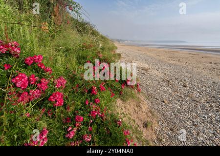 Wild Red Roses wachsen auf den Klippen in Filey Bay nahe Primrose Valley, North Yorkshire Stockfoto