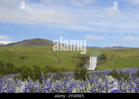 Skogafoss Wasserfall hinter Lupinenfeld Stockfoto