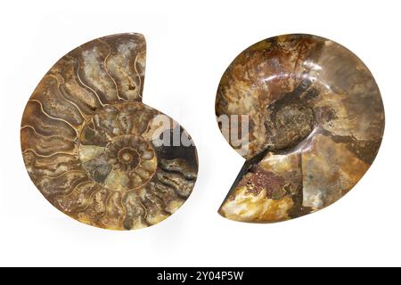 Nautilus shell Fossil auf weißem Hintergrund. In Scheiben geschnitten fossilen Stockfoto