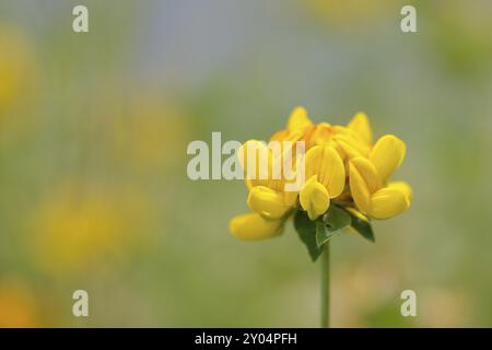 Blume des gewöhnlichen Hornkrauts, Lotus corniculatus, Vogelfuß-Trefoil, Vogelfuß-Trefoil Stockfoto