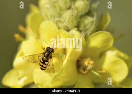 Kleinblütige Maulein mit großer schwebfliege (Syrphus ribesii) Syrphus ribesii auf einer Wildblume Stockfoto