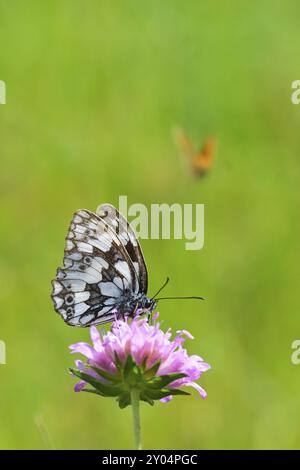 Marmoriertes weiß auf einer Blume Stockfoto