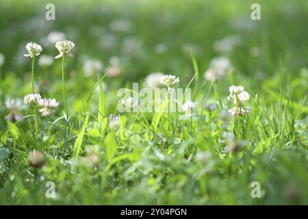 Weißes Klee auf der Wiese Stockfoto