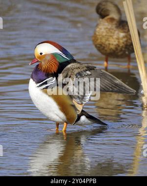 Eine Mandarinenente ist im Wasser. Madarinente in prächtigem Gefieder Stockfoto