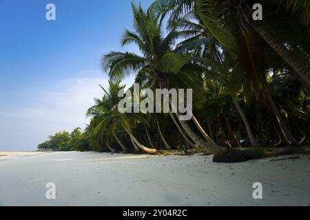 Windgepeitschte Palmen säumen einen abgelegenen, leeren Strand auf Havelock Island in Indien Stockfoto