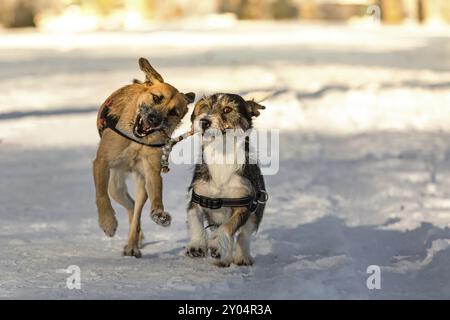 Zwei Hunde laufen durch den Schnee mit einem Ast im Mund, der aussieht wie eine Weissrute Stockfoto