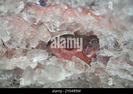 Einzelfisch auf Eis zum Verkauf auf dem Markt in Okinawa, Japan, Asien Stockfoto