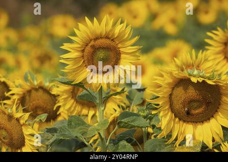 Sonnenblume ein paar gelbe offene Blumen nebeneinander Stockfoto