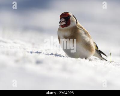 Ein weiblicher Goldfink sitzt im Schnee und isst einen Sonnenblumenkorn Stockfoto