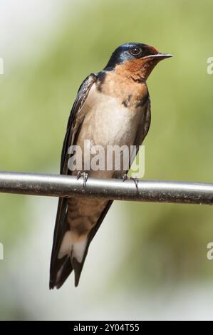 Eine Rotbrust-Schwalbe sitzt auf einem dicken Drahtseil, das in der Luft hängt Stockfoto
