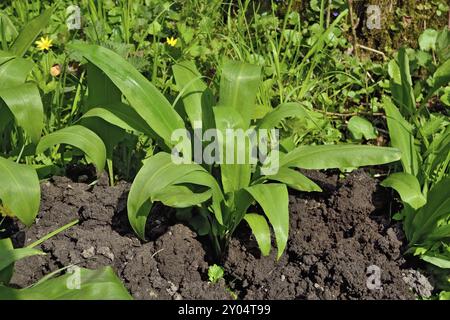 Bärlauch oder Bärlauch, Allium Ursinum lat. Stockfoto