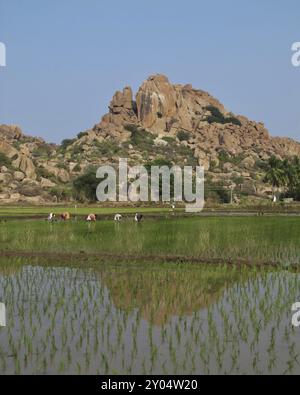 Granitberg und Reisfeld in Hampi, Indien. UNESCO-Weltkulturerbe. Beliebte Region zum Klettern Stockfoto