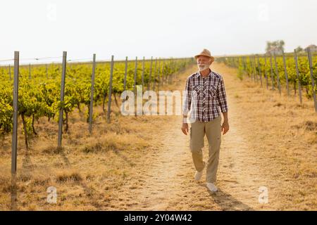 Ein älterer Mann spaziert gemütlich auf einem staubigen Pfad, der von üppigen Weinbergen flankiert wird und sich im warmen Licht der späten Nachmittagssonne inmitten von Weinreben ersonnt Stockfoto