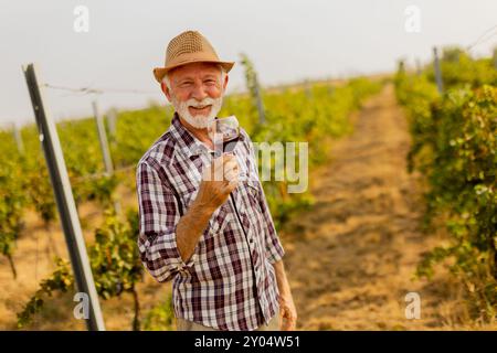 Der Hausmeister hält ein Glas tiefen Rotweins und lächelt, während er zwischen den Reihen von Weinreben steht, die vom sanften Leuchten der untergehenden Sonne beleuchtet werden Stockfoto