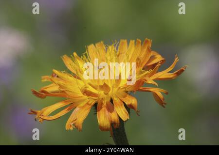 goldener Pippau, goldener Pippau Stockfoto