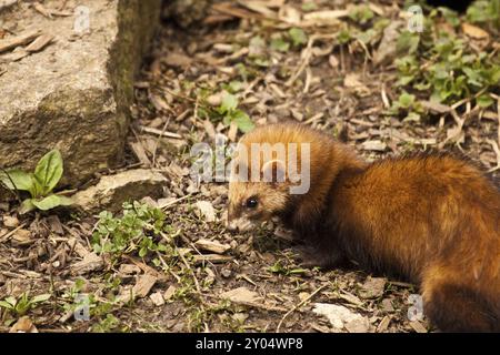 Frettchen (Mustela Putorius Furo) Stockfoto