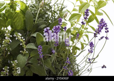 Ein Haufen frischer Kräuter im Garten über weißem isoliertem Hintergrund Stockfoto