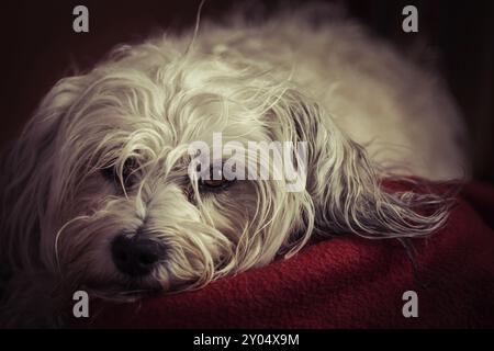 Kleiner weißer Havanese liegt auf einer roten Decke und schaut in die Kamera Stockfoto