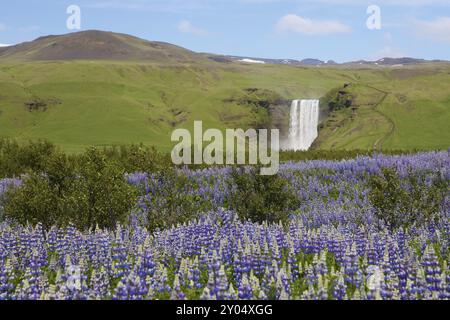 Skogafoss Wasserfall hinter Lupinenfeld Stockfoto