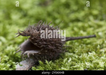 Eine Bechutenschale liegt auf Moos Stockfoto