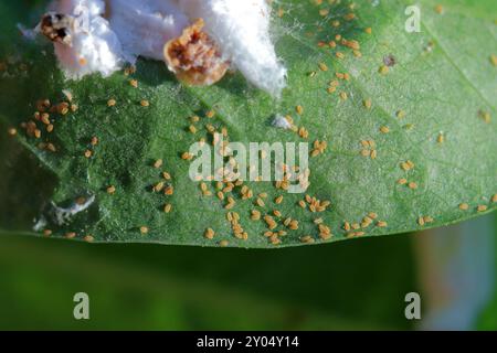 Regalis-Schuppen-Käfer, Weissschuppen-Insekt, Pulvinaria regalis. Ein saftsaugendes Insekt auf der Unterseite der Magnolie. Weibchen und Junglarven an den unteren s Stockfoto