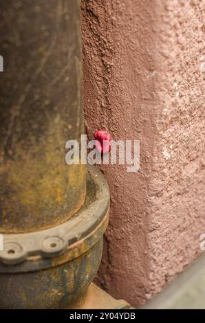 Ich habe rosa Kaugummi an der hellrosa Wand auf der Straße geklebt. Hochwertige Fotos Stockfoto