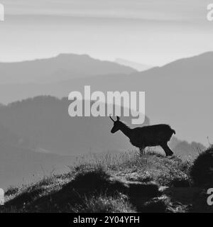 Silhouette einer Gämse auf dem Kamm des Niederhorns in der Schweiz. Am frühen Morgen Stockfoto