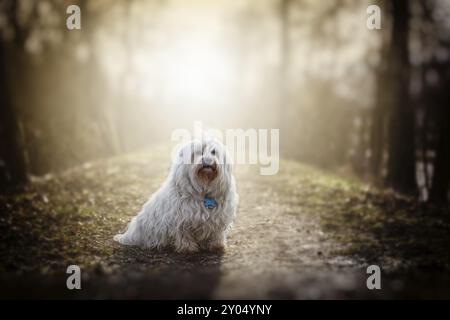 Kleiner weißer Havanese sitzt auf dem Hochwasserdamm und wird von der Sonne von hinten beleuchtet Stockfoto