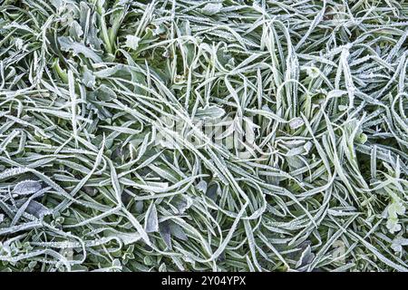 Morgen Reif auf dem Gras. Winter Natur Hintergrund. Ansicht von oben schließen Stockfoto