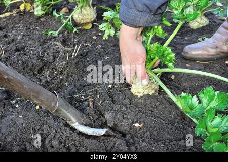 Gärtner erntet reifen Sellerie (Wurzelgemüse) im Gemüsegarten Stockfoto