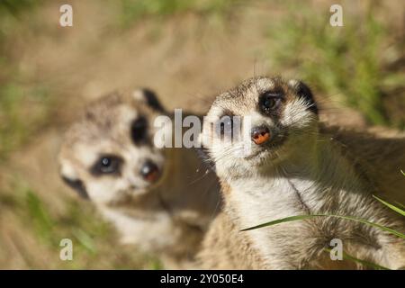 Kurioses Erdmännchen (Suricata suricatta) Stockfoto