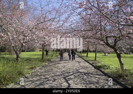 Kopenhagen, Dänemark, 11. April 2016: Menschen genießen Kirschblüten auf dem Friedhof Bispebjerg in Europa Stockfoto