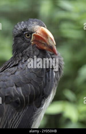 Kronenhornschnabel Stockfoto