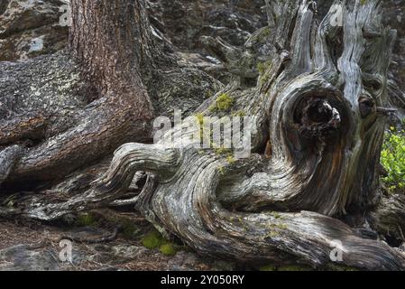 Eine lebende und eine tote Zirbe im Nationalpark Stilfser in Südtirol Stockfoto