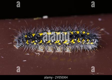 Callimorpha dominula Familie Erebidae Gattung Callimorpha Scarlet Tiger Moth raupe wilde Natur Insektenfotografie, Bild, Tapete Stockfoto