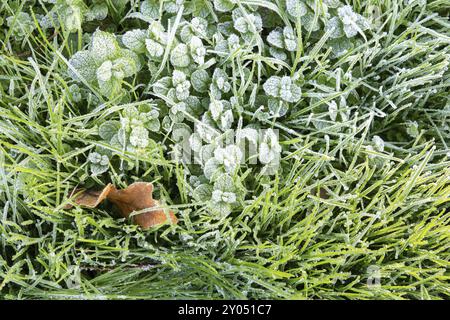 Winter Natur Hintergrund. Morgenreif auf dem Gras. Nahaufnahme von oben Stockfoto