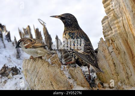 Gemeiner Stern im Schnee, Schnee, Winterfütterung, gemeiner Stern im Schnee Stockfoto