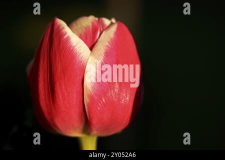 Tulpe Stockfoto