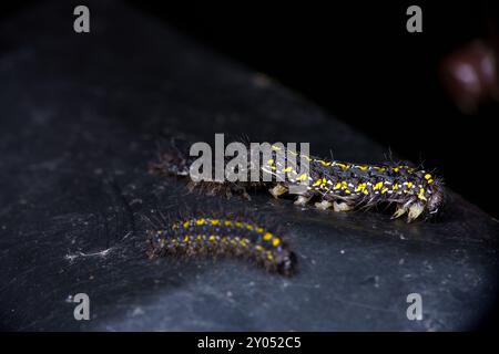 Geburt der Callimorpha dominula Familie Erebidae Gattung Callimorpha Scarlet Tiger Moth raupe wilde Natur Insektenfotografie, Bild, Tapete Stockfoto