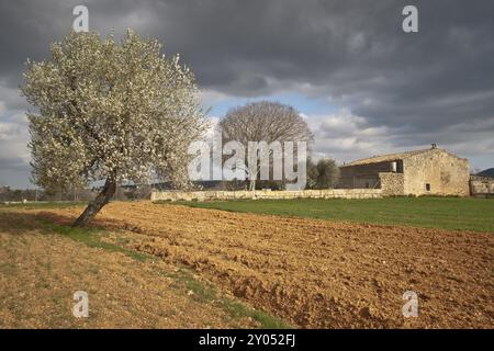 Geburtsfeld und Mandelblüte, Prunus dulcis. Algaida. Mallorca. Balearen. Spanien Stockfoto