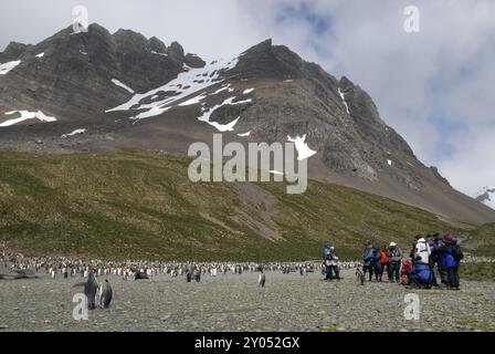 Touristen in der riesigen Königspinguin-Kolonie in Right Whale Bay, Süd-Georgien Stockfoto