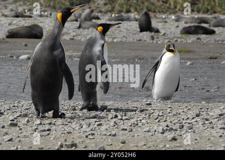 3 König Penguins (Aptenodytes Patagonicus) mit Süd-Georgien Seebären (Arctocephalus Gazella) hinter dem Fluss, Right Whale Bay Stockfoto